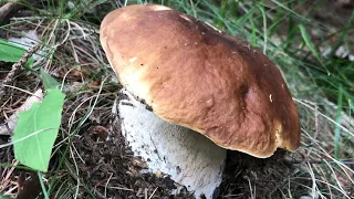 PORCINI DI MONTAGNA 29 LUGLIO 2023: SUPER!!!