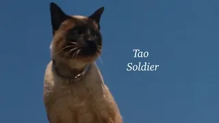 Tao ( The Incredible Journey ) - Soldier