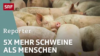 Stunk wegen Schweinegestank – Von Gülle-Geruch und unbewilligten Bauten  | Reporter | SRF