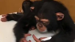 Chimpanzee learning how to write!