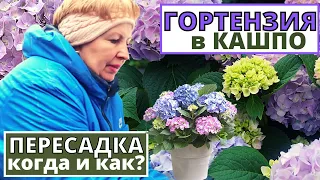 ГОРТЕНЗИЯ в кашпо. Когда можно пересаживать ГОРТЕНЗИЮ КРУПНОЛИСТНУЮ?