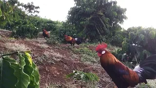 AYAM HUTAN MERAH DATANG SEKALIGUS 2 EKOR DAN AKHIRNYA BERHASIL KENAK JERAT