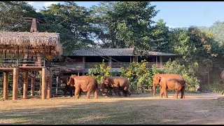 These Elephants Express Their Affection Toward Favourite Person - ElephantNews