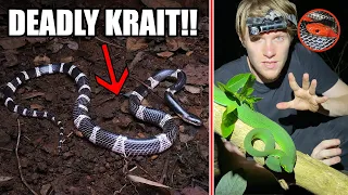 SPITTING COBRA AND HIGHLY-VENOMOUS KRAIT IN NORTHERN THAILAND!!!