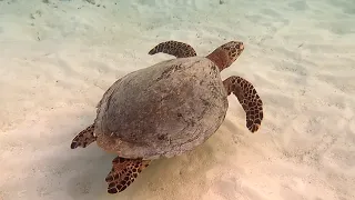 Coco Palm Dhuni Kolhu Maldives