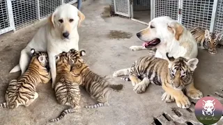 Dog Raises Three Tiger Cubs Abandoned by Mother