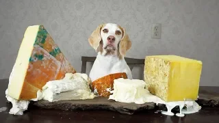 Dog Makes Cheese Platter: Funny Dog Maymo