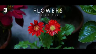 Flowers Cinematic Video | Part 3 | With Nikon