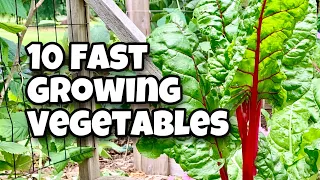 10 Fast Growing Vegetables You Can Harvest in 30 Days Or Less