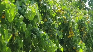 Uzbekistan ЙИК ОТА  новая дорога и богатый урожай абрикосов