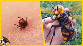 10 Farligaste Insekterna i Världen