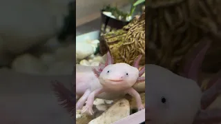 #аксолотль #axolotl