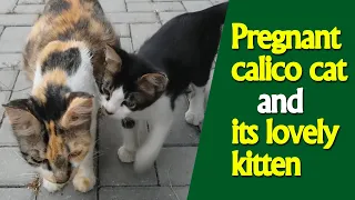 Sweet Pregnant Calico Cat and its Lovely Cute Kitten