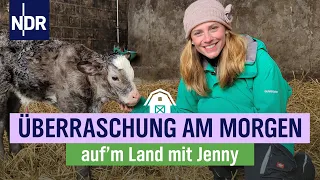 Geburt im Stall - süßes Kälbchen bringt den Tag durcheinander| Folge 10 | NDR auf'm Land