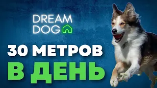 30 метров каждый день 🐶 Как правильно гулять с собакой на улице 🐕 Социализируем щенка на прогулке 🐩