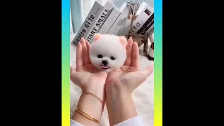 Tik Tok Chó Phõc Sóc Mini 😍 Funny and Cute Pomeranian #06