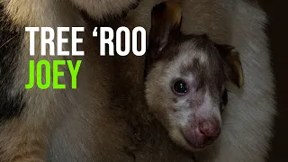 Endangered Matschie’s Tree Kangaroo Joey Born at San Diego Zoo Safari Park