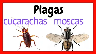 🟢  CONTROL DE PLAGAS EN LA INDUSTRIA ALIMENTARIA // cucarachas y moscas // inocuidad alimentaria #1