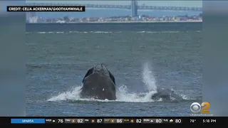 Several humpback whales spotted in Hudson River