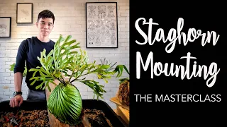 How to MOUNT PLATYCERIUM (Staghorn Fern) into a PIECE OF ART with 10 PRO TIPS
