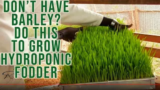 How to Use Corn/Maize or Sorghum or Millet Seeds to Grow Hydroponic Fodder