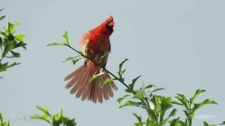 Cardinal in Rare Form in Spring, Texas.