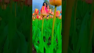 tulip flowers and me 🌷 | tulip garden near Toronto #tulip #tulips #tulipseason #ytshorts