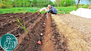 🥔 Посадка картофеля верхушками клубней 🌱 Сравнение всходов 🔪 Можно ли резать картофель