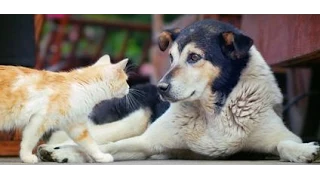 Cats vs Dogs Compilation 2014 [NEW]