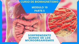 Sorprendente mundo de los Microorganismos - Curso de Biomagnetismo – Parte 76/84