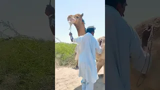 Organ coming out camels mouth #camel #viral #shorts #short #shortvideo #shortsfeed #الجمال#yt#الجمال