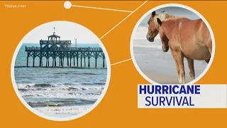 Why are wild horses good at surviving hurricanes?