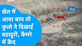 Viral Video : खेत में आया बाघ तो कुत्ते ने दिखाई बहादुरी, कैमरे में हुई कैद | Dog & Tiger | Attack