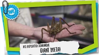 Kid Reporter Dominique | Giant Weta!