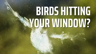 Stop Birds From Hitting Your Windows