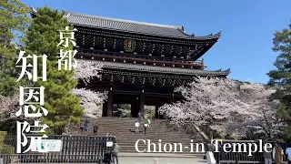 2022年4月5日 【京都の桜🌸】 桜満開の知恩院を歩く Walking around Chion-in Temple 【4K】