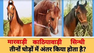 मारवाड़ी घोड़े काठियावाड़ी सिन्धी घोड़े में फर्क पहचान Difference marwari Kathiyawadi Sindhi horse