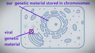 Kaitlyn Sadtler and Elizabeth Wayne  How the COVID 19 vaccines were created so quickly   TED Talk