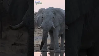 Bull Elephant Stares Down Lions! Kids Safari Adventure!