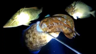 NIGHT DIVE|| CATCH N' COOK! SPEARFISHING PHILIPPINES|| CUTTLEFISH!!