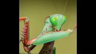 (Hierodula Majuscula) Giant Rainforest Mantis, Feeding With Time Lapse.