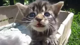 Funny Cats Best Funny Cat Videos Compilation 5 Minutes   YouTube