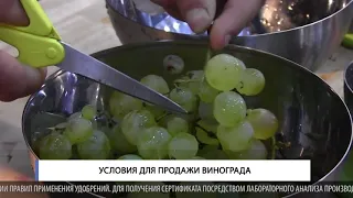 Условия для продажи винограда