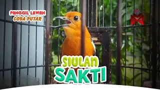 SIULAN ANIS MERAH PANGGIL LAWAN