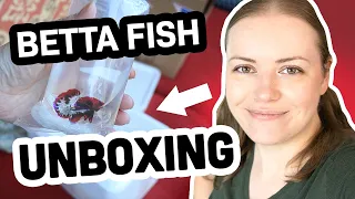 UNBOXING *NEW* Betta Fish for Breeding