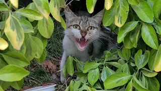 The Wild Mother Hisses, thinking I'll hurt the Kittens, and wants to Attack Me.