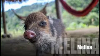 TALKING JUNGLE PIG FROM SOUTH AMERICA!!! (COLLARED PECCARY