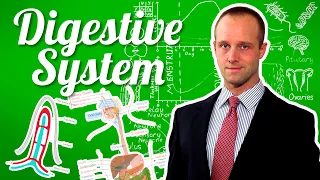 The Digestive System - GCSE IGCSE 9-1 Biology - Science - Succeed In Your GCSE and IGCSE
