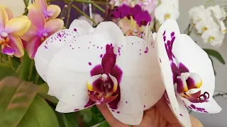 Многоярусные цветоносы орхидей 🥰