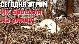 Брошенные на холод кошка с котёнком жались друг к другу/Они прятались от людей и им некуда идти/CAT